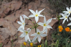 Leucocoryne ixioides