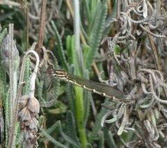 Austrolestes annulosus