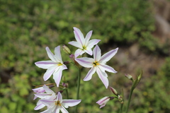 Leucocoryne ixioides