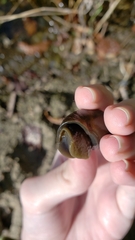 Lymnaea stagnalis
