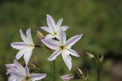 Leucocoryne ixioides