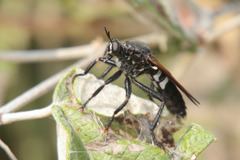 Prolepsis tristis