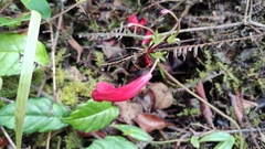 Gesneriaceae