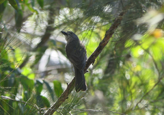 Colluricincla harmonica harmonica