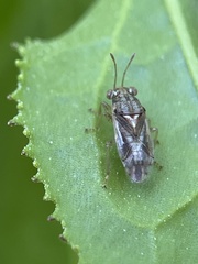 Germalus victoriae