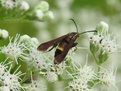 Carmenta pyralidiformis