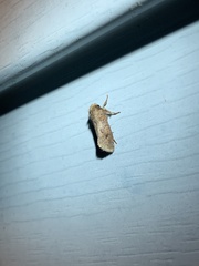 Acrolophus plumifrontella