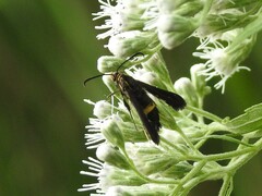 Carmenta pyralidiformis