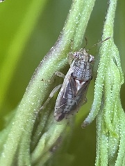 Germalus victoriae