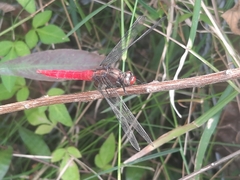Orthetrum chrysis