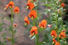 Alonsoa meridionalis