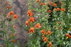 Alonsoa meridionalis