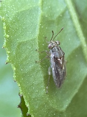 Germalus victoriae