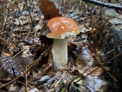 Boletus chippewaensis