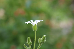Stellaria chilensis