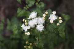 Ageratina glechonophylla