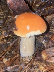 Boletus chippewaensis