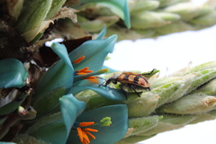 Astylus trifasciatus