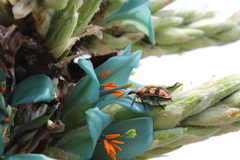 Astylus trifasciatus