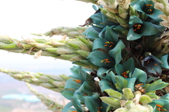 Puya alpestris