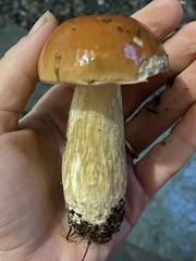 Boletus chippewaensis