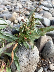 Rumex