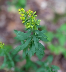 Solidago puberula