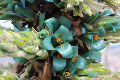 Puya alpestris