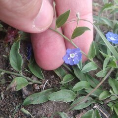 Evolvulus alsinoides