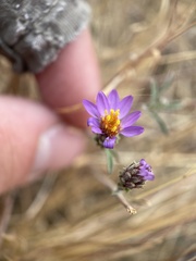 Dieteria canescens