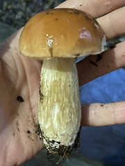 Boletus chippewaensis