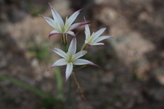 Leucocoryne alliacea