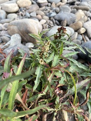 Rumex