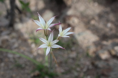 Leucocoryne alliacea