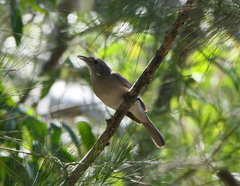 Colluricincla harmonica harmonica