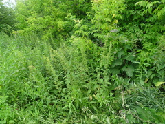 Urtica sondenii