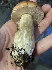 Boletus chippewaensis