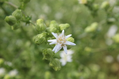 Moscharia pinnatifida