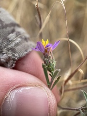 Dieteria canescens