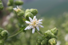 Moscharia pinnatifida