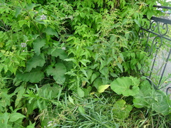 Cirsium arvense integrifolium