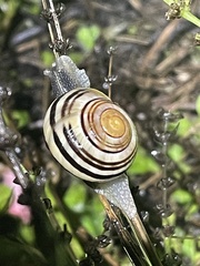 Cepaea