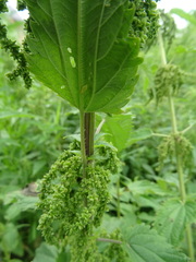 Urtica sondenii