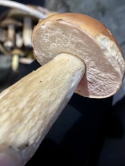 Boletus chippewaensis