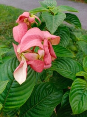 Mussaenda philippica