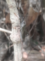 Notobitus meleagris