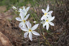 Leucocoryne ixioides