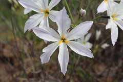 Leucocoryne ixioides