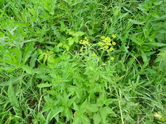 Pastinaca sativa sylvestris