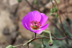 Cistanthe grandiflora